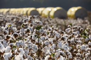 Produtividade do algodão aumenta até dez arrobas por hectare com digitalização e genética de sementes