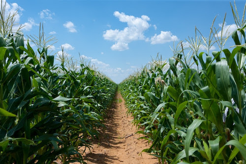 Bayer alerta para a escolha dos híbridos de milho para ganho de produtividade e estabilidade