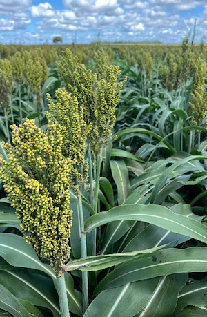 Boa Safra conquista liderança nacional em produtividade de sorgo Safrinha 2025 confirma a performance dos híbridos da empresa em diferentes regiões do país