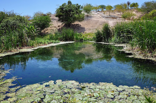 Estudo da Unesp aponta Caatinga como protagonista na captura de carbono no país