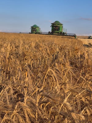 Capal colhe 58,7 mil toneladas de cevada, supera expectativas e comemora qualidade superio