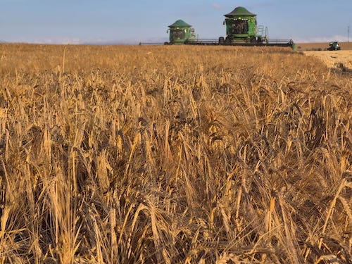 Capal colhe 58,7 mil toneladas de cevada, supera expectativas e comemora qualidade superio