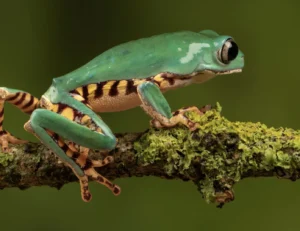 Seguros podem destravar US$ 55 bilhões em investimentos para agricultura regenerativa e reflorestamento no Cerrado, aponta relatório da Howden