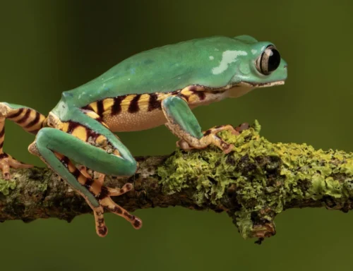 Seguros podem destravar US$ 55 bilhões em investimentos para agricultura regenerativa e reflorestamento no Cerrado, aponta relatório da Howden