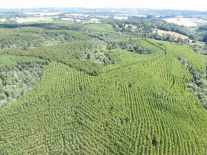 Área florestal da Castrolanda deve atingir produção de 100 mil toneladas de madeira em cinco anos