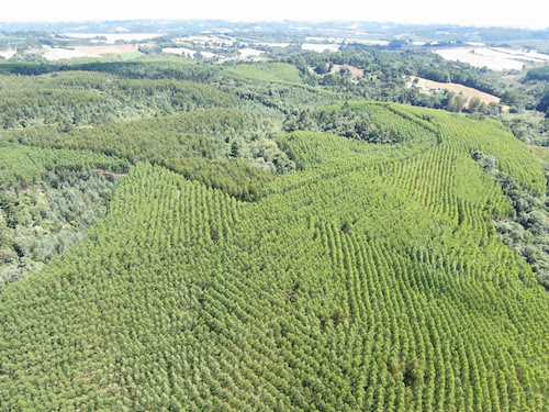 Área florestal da Castrolanda deve atingir produção de 100 mil toneladas de madeira em cinco anos