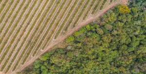 Citrosuco confirma primeira venda de créditos de carbono para o escritório Pinheiro Neto Advogados