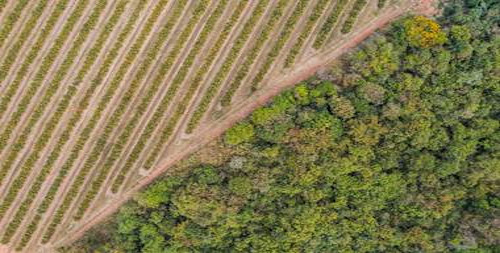  Citrosuco confirma primeira venda de créditos de carbono para o escritório Pinheiro Neto Advogados