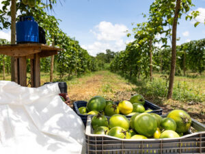Codevasf e FAO discutem programa de irrigação sustentável