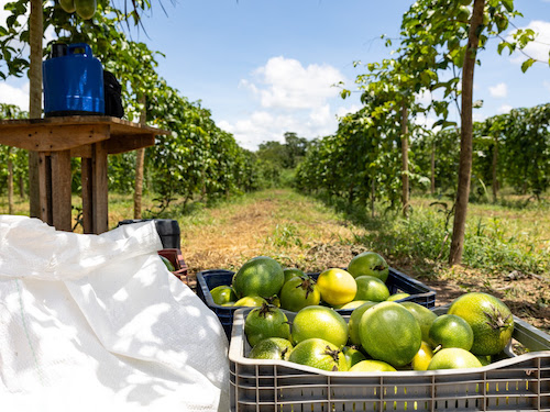 Codevasf e FAO discutem programa de irrigação sustentável