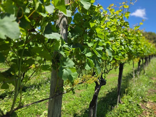 Setor vitivinícola projeta 800 milhões de quilos de uva para safra 2025/26 no Rio Grande do Sul