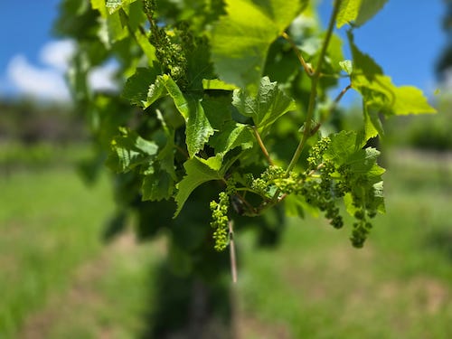 A próxima safra de uva no Rio Grande do Sul é esperada com otimismo pelo setor vitivinícola, com alta expectativa de sanidade da fruta e boa produtividade para a colheita de 2025/26. De acordo com o presidente do Instituto de Gestão, Planejamento e Desenvolvimento da Vitivinicultura do Estado do Rio Grande do Sul (Consevitis-RS), Luciano Rebellato, espera-se um aumento em torno de 50 milhões de quilos na colheita em relação ao ano anterior. Conforme Rebellatto, embora ainda sem dados oficiais, estima-se que a safra de 2024/25 tenha resultado em 750 milhões de quilos de uva. Em 2026, a estimativa é que os números sejam mais altos, com previsão de colheita de cerca de 800 milhões de quilos. “Em termos de planejamento, acredito que o setor irá se organizar para elaborar maior quantidade de vinhos, especialmente os mais leves, brancos e jovens, os quais se mostram como uma tendência para os novos consumidores”, destaca. A ocorrência de um inverno rigoroso é a principal razão da previsão positiva, segundo o chefe de Pesquisa e Desenvolvimento da Embrapa Uva e Vinho, Henrique Pessoa dos Santos. “Tivemos um inverno muito bom, com o somatório do frio dentro da normalidade climática, que gira em torno de 390 horas de frio, quando a temperatura está abaixo ou igual a 7.2ºC. No total, no inverno deste ano, foram registradas 395 horas de frio. A partir disso, as videiras respondem em potencial de brotação, com uniformidade e gemas férteis. A partir desta etapa de brotação, estamos agora vivendo o período de florescimento das cultivares”, relata. Com isso, nesta primavera, época da brotação, as videiras apresentam boa fertilidade e bastantes cachos, explica o pesquisador. A previsão de baixa quantidade de chuva para os meses de dezembro e de janeiro também é um sinal positivo, porque neste período a uva não precisa de grande quantidade de água, mas de tempo seco. Segundo Santos, o que pode vir a prejudicar a fertilidade, reduzindo o número de bagas por cacho, é a grande oscilação térmica entre o dia e a noite, com a atual condição de clima seco, imposto pelo fenômeno La Niña. Como ainda há alguns meses para o início da colheita, é importante ressaltar que os números podem sofrer alterações. “Dentro do setor, porém, não há maiores temores em relação a fatores que possam influenciar negativamente questões como o preço do quilo de uva, por exemplo, com a expectativa da safra ser completamente absorvida e transformada em produtos: nossos sucos, vinhos e espumantes”, salienta Rebellatto.