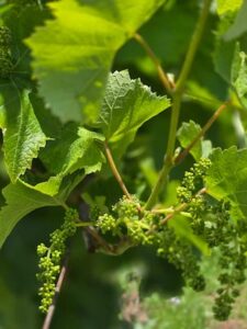 Setor vitivinícola projeta 800 milhões de quilos de uva para safra 2025/26 no Rio Grande do Sul