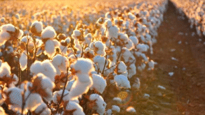 Proteção biológica, tratamento de semente, fortalecimento da planta e equilíbrio hormonal ajudam a aumentar produtividade do algodão