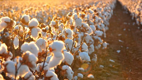 Proteção biológica, tratamento de semente, fortalecimento da planta e equilíbrio hormonal ajudam a aumentar produtividade do algodão