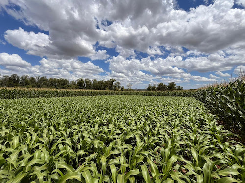 Dia de Campo: cooperativa reúne produtores de milho e sorgo em Cachoeira do Sul