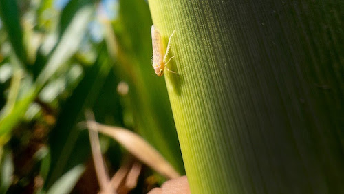 Campanha da CropLife Brasil alerta ameaça e reforça manejo da cigarrinha-do-milho