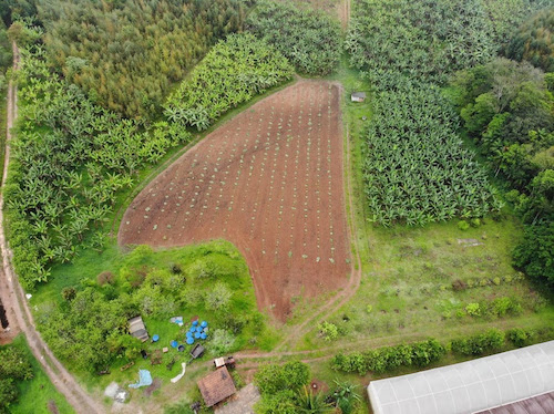 Agro na metrópole: Parelheiros se destaca na produção agrícola em São Paulo