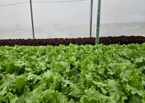 Sistema de reuso aumenta em 61% a eficiência no uso da água na irrigação de hortaliça