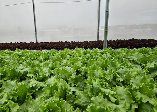 Sistema de reuso aumenta em 61% a eficiência no uso da água na irrigação de hortaliça