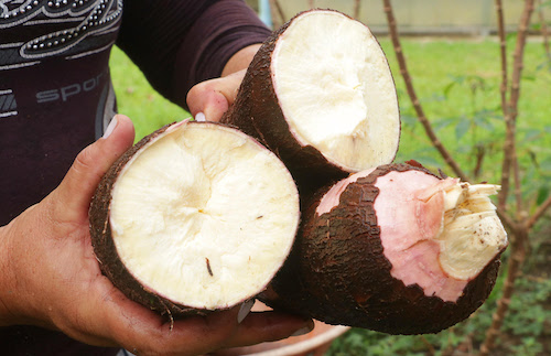 “Biofortificação – cultivos nutritivos e resilientes” na COP30