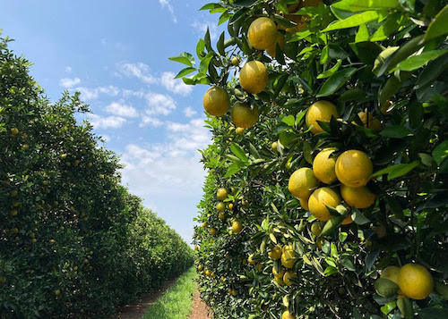 Cana e laranja ganham novas regiões de concentração da produção