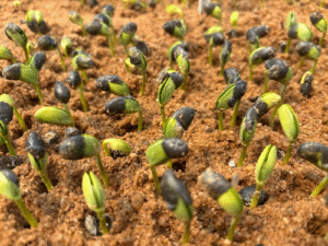 Com o início da safra e o clima ainda sob influência de incertezas, o produtor depende da previsibilidade no estabelecimento da lavoura. É neste momento que a semente certificada comprova seu papel como primeira decisão estratégica para o sucesso da cultura. Além de possuir identidade e rastreabilidade do lote, ela concentra todo o conhecimento científico aplicado para oferecer emergência uniforme e saudável. Essas sementes carregam anos de pesquisa para oferecer benefícios como maior potencial produtivo, segurança, redução de riscos de doenças, pragas ou plantas daninhas e maior adaptação climática. “Nas sementes sem origem, essa tecnologia é perdida ou diluída, forçando o produtor a gastar mais com produtos fitossanitários para compensar, além de serem uma porta de entrada para contaminações que podem destruir uma safra inteira e contagiar a propriedade de forma permanente”, reforça Rafael Vaz, gerente comercial da Conceito Sementes. O uso de sementes sem procedência ainda representa grande risco ao agronegócio. Estimativas apresentadas no Seed Congress of the Americas 2026 indicam prejuízos anuais de até R$ 10 bilhões. Para que o lote entregue ao produtor mantenha seu desempenho, os processos de qualidade são fundamentais. Entre os principais indicadores estão os testes de germinação, vigor e envelhecimento acelerado, aplicados em todas as fases — da pré-colheita à expedição. Qualidade como aliada da safra De acordo com a Dra. e engenheira agrônoma Patrícia Migliorini, supervisora de Controle de Qualidade da Conceito Sementes, o teste de germinação avalia a capacidade máxima de a semente germinar em condições ideais e fornece uma estimativa de semeadura e estabelecimento de plântula no campo. “A germinação expressa o potencial da semente. Comercializamos apenas lotes de alto padrão, com potencial de estabelecimento acima de 90%”, explica. Já o teste de vigor expressa mecanismos fisiológicos e bioquímicos que refletem a força e a resiliência da semente, avaliando seu desempenho em cenários de estresse, como alta temperatura, umidade elevada e maior profundidade de semeadura. “Durante o ano, fazemos uma série de baterias de testes. Podemos verificar sua resistência com o teste de envelhecimento acelerado, analisar a formação de plântulas fortes e robustas por meio de avaliações fisiológicas ou ainda observamos reações celulares através de testes bioquímicos, como o de tetrazólio”, explica a especialista. Estudo científico realizado pelo pesquisador e consultor Ricardo Bagatelli confirma que uma semente de soja de alto vigor promove incremento de 10 a 15% na produtividade. Para Patrícia, essa é a equação que dá tranquilidade ao agricultor nesta fase inicial da safra. “Para o produtor que busca segurança e retorno econômico, a semente certificada se torna um aliado indispensável”.