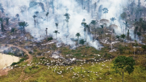 Pará aparece como maior emissor de metano ligado ao uso de lenha para cocção, diz IEMA