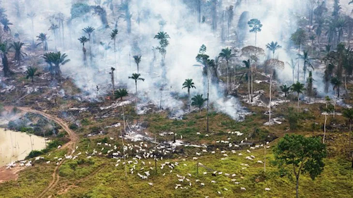  Pará aparece como maior emissor de metano ligado ao uso de lenha para cocção, diz IEMA