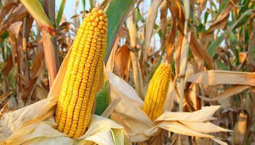 Plantio do milho avança, mas pressão de doenças acende alerta para a safra verão