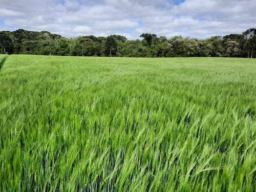 Cevada brasileira caminha para safra recorde impulsionada por manejo eficiente