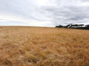 Cevada brasileira caminha para safra recorde impulsionada por manejo eficiente