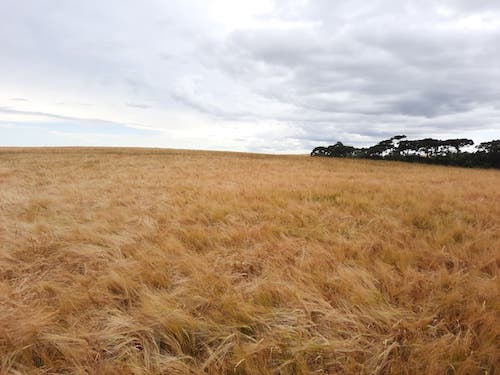 Cevada brasileira caminha para safra recorde impulsionada por manejo eficiente