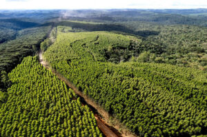 Mata nativa conservada pela Klabin no Paraná supera Curitiba em tamanho