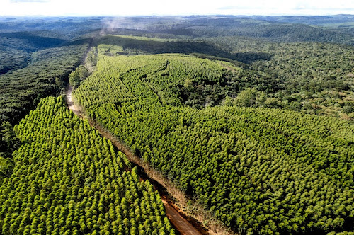 Mata nativa conservada pela Klabin no Paraná supera Curitiba em tamanho