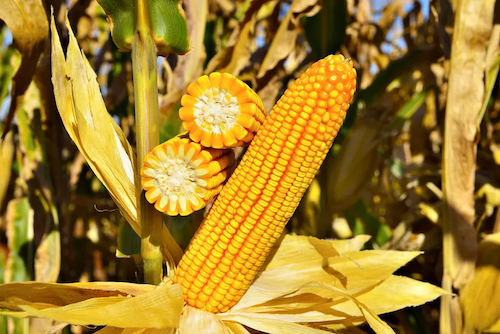 LongPing High-Tech e suas marcas apresentam híbridos de milho e sorgo no Dia de Campo C.Vale