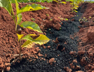 NetZero leva inovação em biochar à SIC 2025