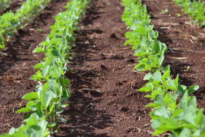 Percevejos e lagartas acendem alerta no início do plantio da soja
