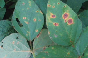 Mancha-alvo da soja espalha-se rapidamente. Saiba reconhecer os sinais e proteger a lavoura