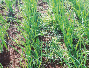 Plantas daninhas dificultam manejo, provocam estresse hídrico e competem por nutrientes