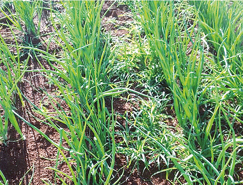  Plantas daninhas dificultam manejo, provocam estresse hídrico e competem por nutrientes