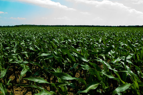  Plantas daninhas dificultam manejo, provocam estresse hídrico e competem por nutrientes