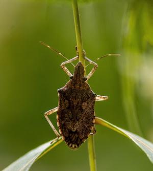 Percevejo-marrom avança antes do previsto e acende alerta para o manejo da soja