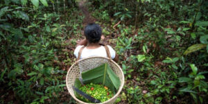 MDA lança plano de ação que aponta agroecologia e agrofloresta como solução para a crise climática