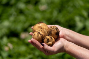 Parceria entre PepsiCo e Yara vai aplicar tecnologia inédita no Brasil para o cultivo de batatas