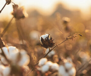 Porto Itapoá recebe certificação da Associação Brasileira dos Produtores de Algodão pelas boas práticas de armazenagem do produto