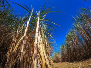 Manejo de plantas daninhas após a seca é chave para canaviais mais produtivos