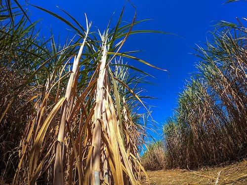Manejo de plantas daninhas após a seca é chave para canaviais mais produtivos