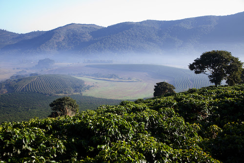 Compradores de 11 países visitam produtores de café da Mantiqueira de Minas