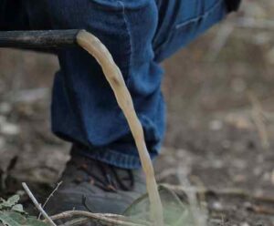 Lavagem incorreta do sistema de gotejamento pode afetar a produtividade